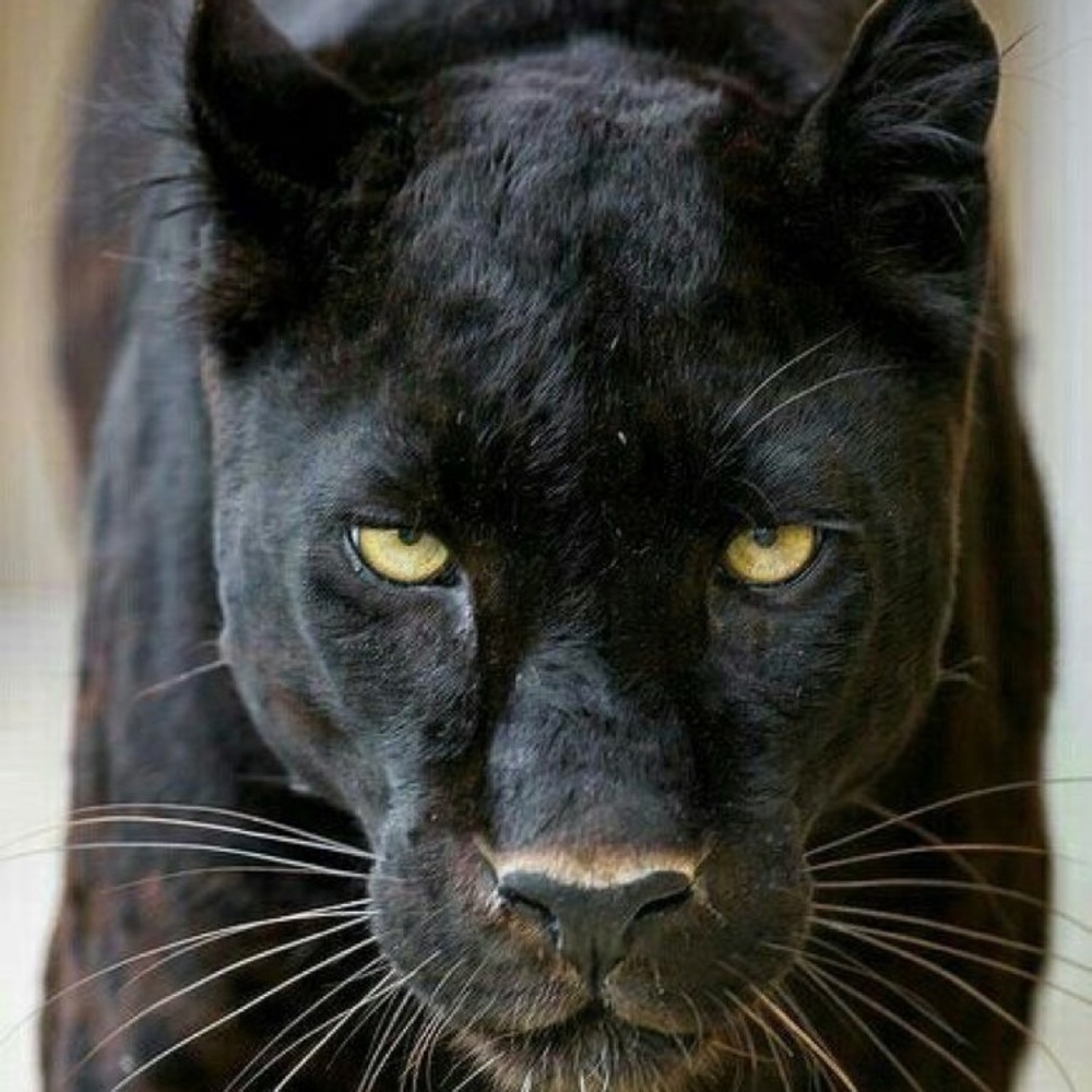 Meet your Posher, Trinity